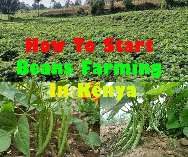 How To Grow Beans In Kenya