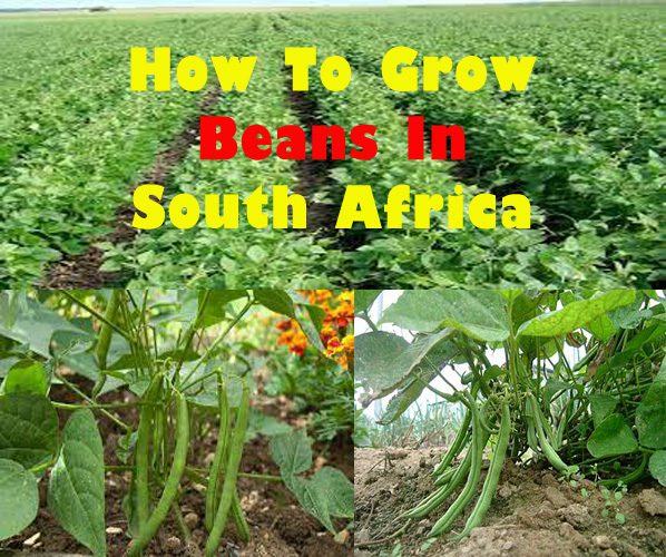 How To Grow Beans In South Africa