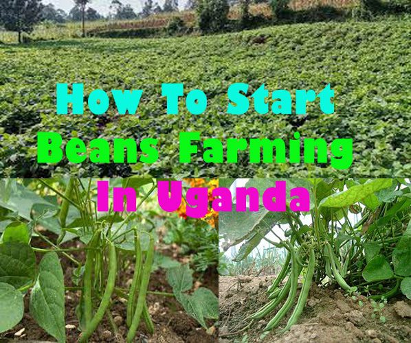 How To Grow Beans In Uganda
