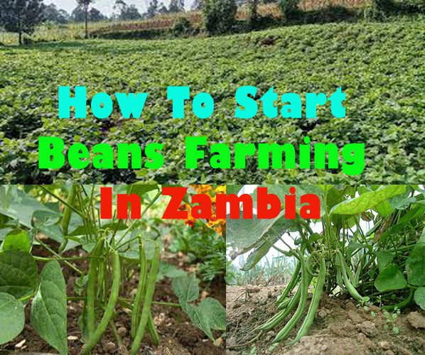 How To Grow Beans In Zambia