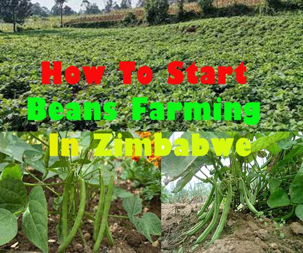 How To Grow Beans In Zimbabwe