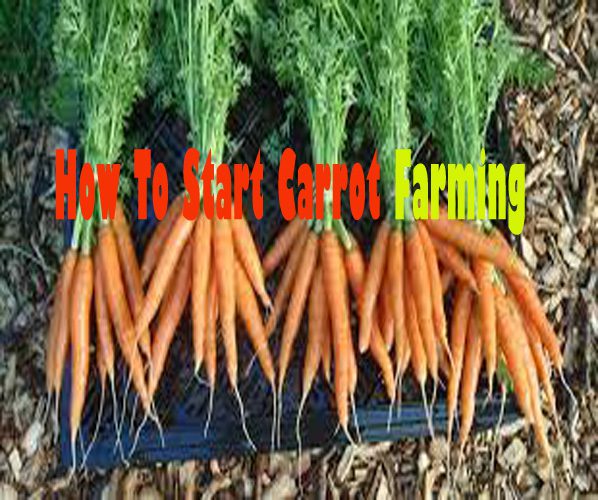 How To Grow Carrot In Kenya