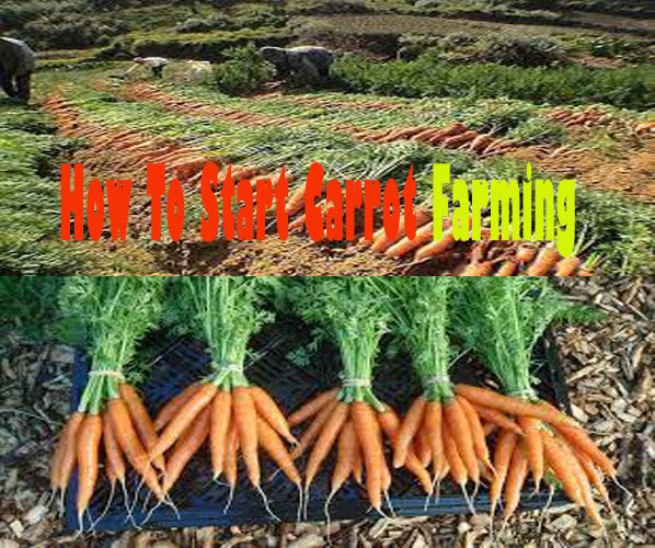 How To Grow Carrot In Nigeria