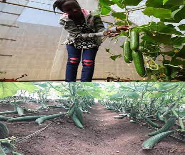 How To Grow Cucumber In Kenya