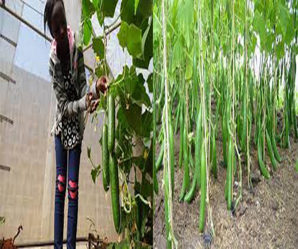 How To Grow Cucumber In Zimbabwe