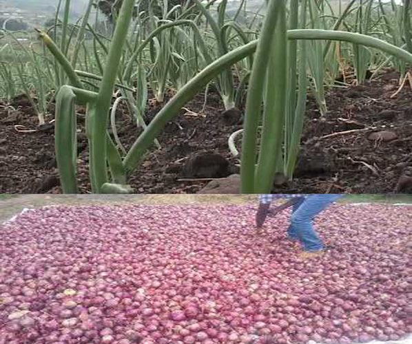 How To Grow Onions In Uganda