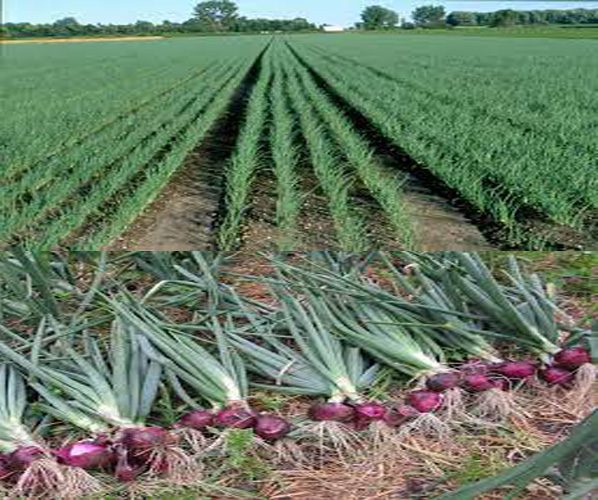 How To Grow Onions In Zambia