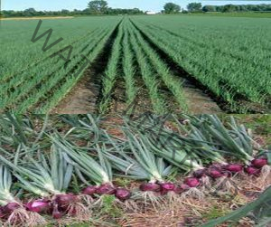 [Beginners Guide] How to Grow Spinach in South Africa - Agrolearner.com