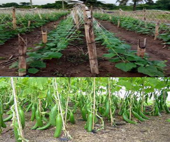 How To Plant Cucumber In South Africa