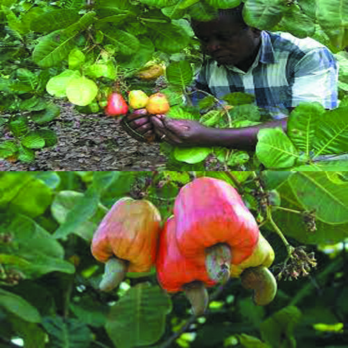 How To Start Cashew Farming In Ghana