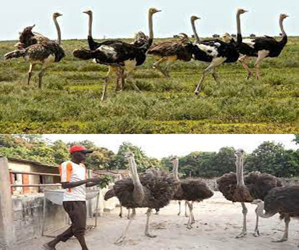 How To Start Ostrich Farming In Zambia