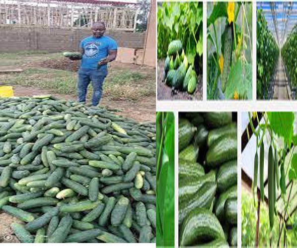 how to start profitable cucumber farming business in Nigeria