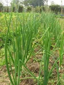 How to grow Onions In Philippines