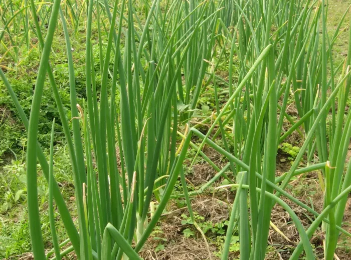 How to grow onions in Nigeria