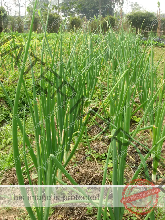 How To Grow Onions Anywhere In Nigeria [Beginners Guide]