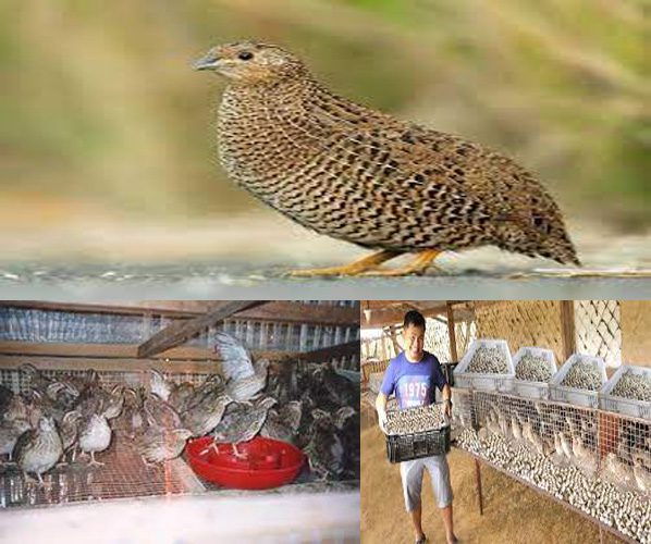 How to start Quail farming In South Africa