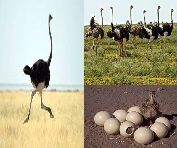 How to start Ostrich Farming In Kenya