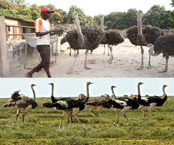 How To Start Ostrich Farming In Nigeria