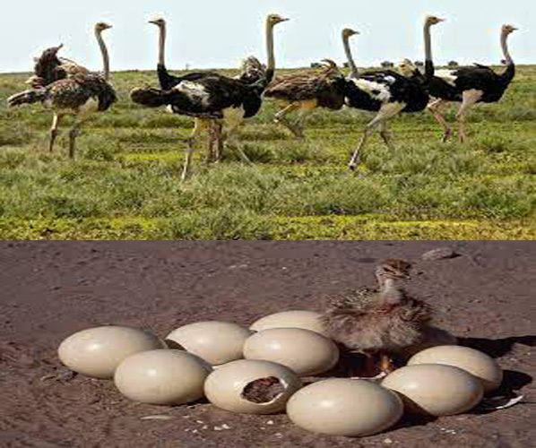 How to start Ostrich Farming In Pakistan