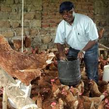 Steven Mukweli one of the richest Uganda Poultry farmers.