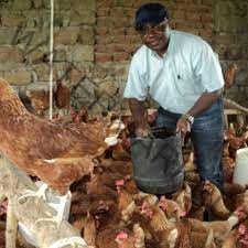 Steven Mukweli one of the richest Uganda Poultry farmers.