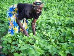 farming beans