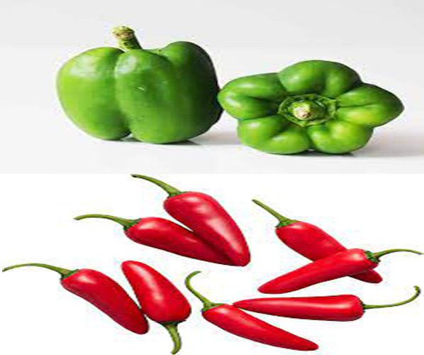 how to plant pepper in Nigeria