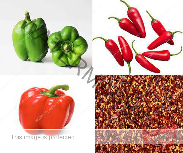 how to plant pepper in South Africa