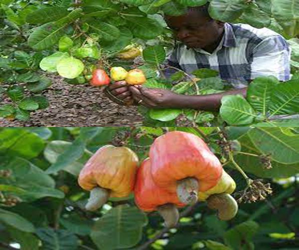 how to start cashew farming in Uganda