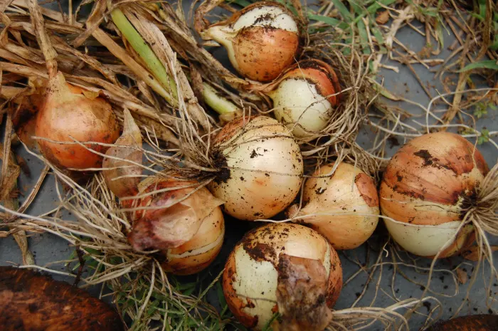 How To Start Planting Onions In South Africa