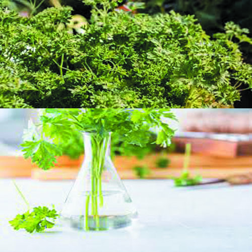 How To Grow Parsley In Pots And Bag