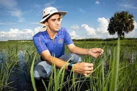How To Start Rice Farming In Florida