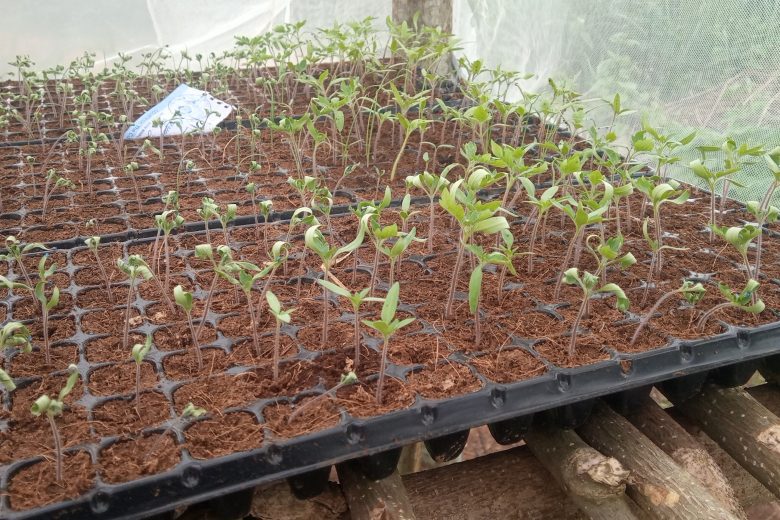 How to grow tomatoes in Nigeria