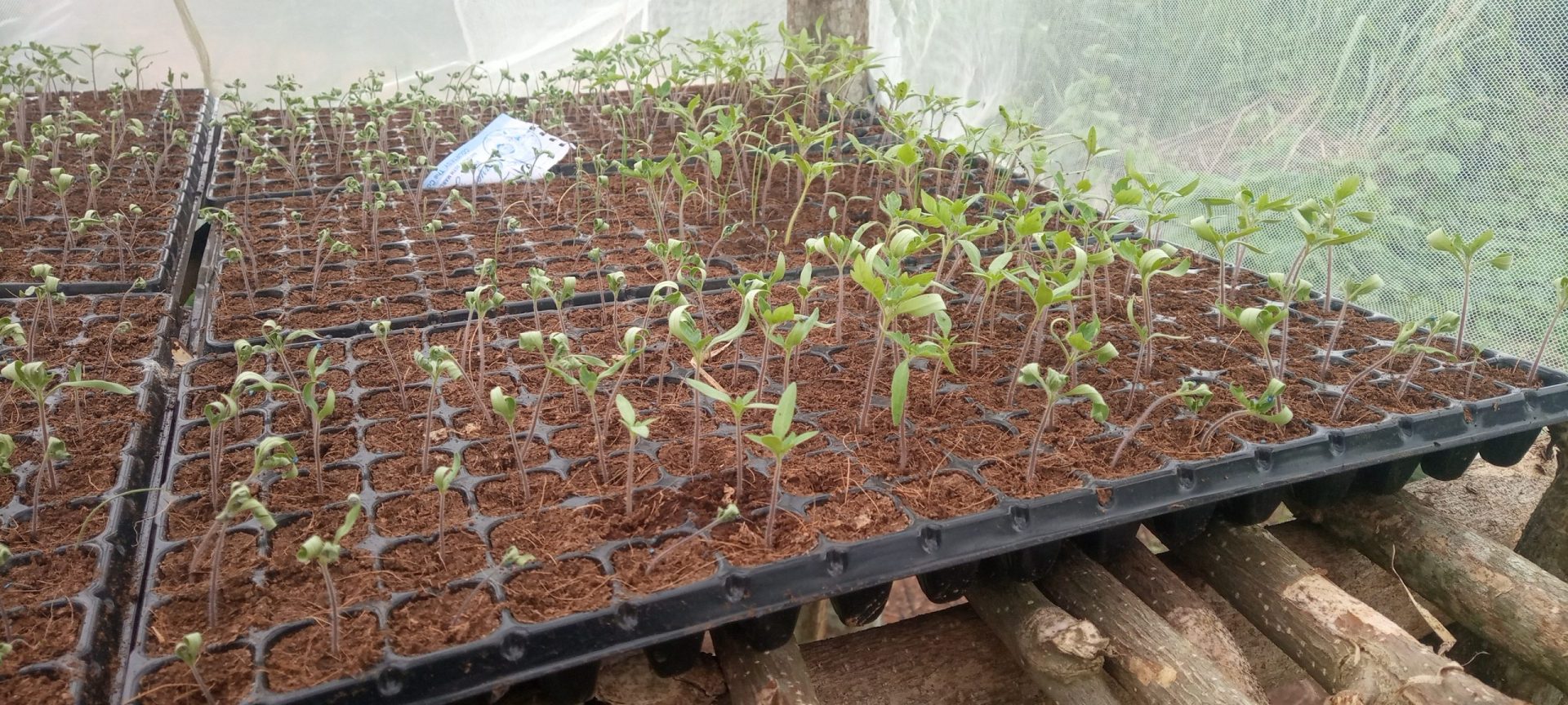 How To Start Tomatoes Farming Nigeria [Beginners Kit]