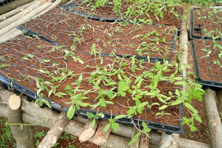 how to grow tomatoes in Kenya