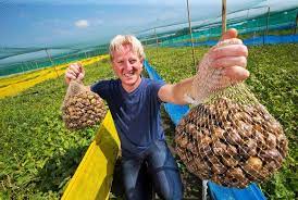 Guide To Start Snail Farming In Ireland