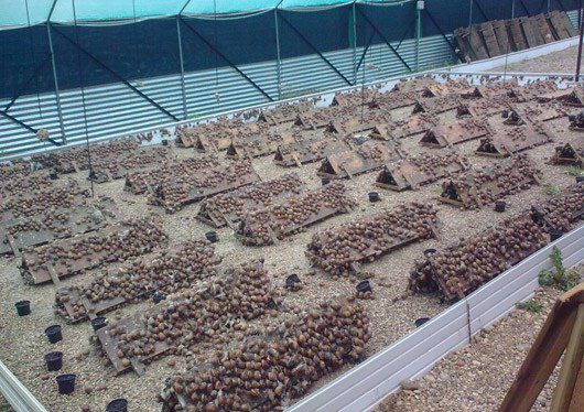 Guide to start Snail farming in Nigeria