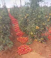 how to grow tomatoes in Botswana
