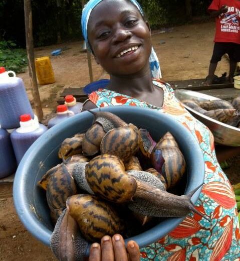 Guide On How To Start snail farming Business in Ghana