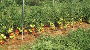 Tomatoes farming in Ghana
