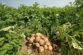 How To Grow Irish Potatoes In Zambia