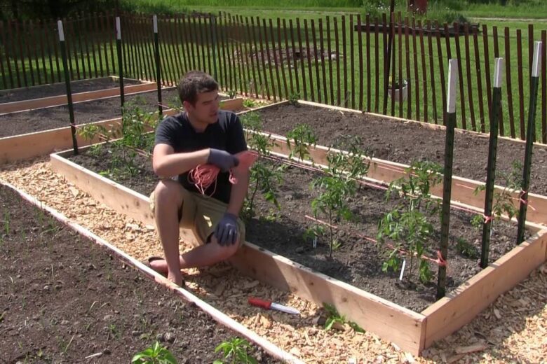 How To Grow Tomatoes In Florida
