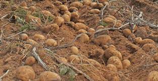 Guide on How to Grow Irish Potatoes in Nigeria
