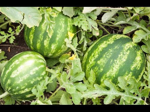 How to Grow Watermelon