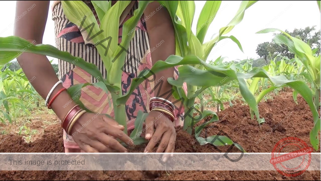  Beginners Guide How To Grow Maize Agrolearner