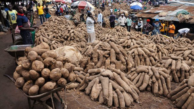 How to start yam farming in Ghana