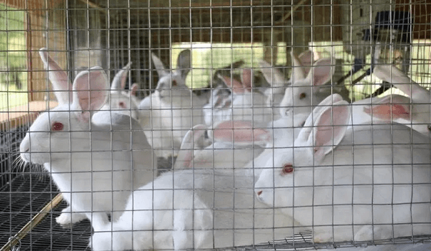 Guide To Start Rabbit farming in Uganda