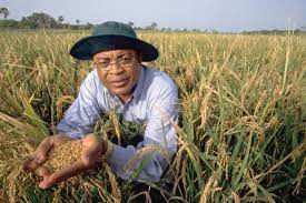 Guide To Start Rice farming in South Africa