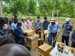 Guide on how to start bee farming in Ghana