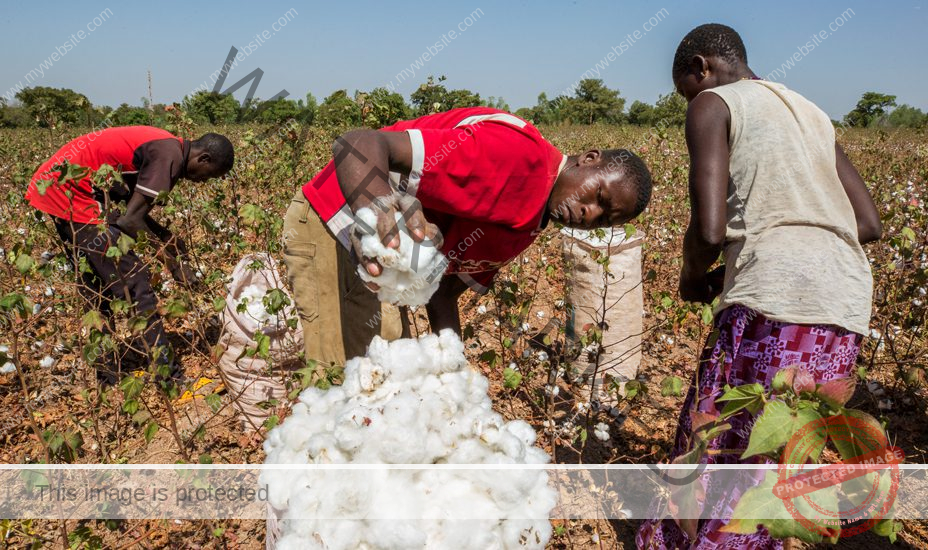 How To Start Cotton Farming in Nigeria